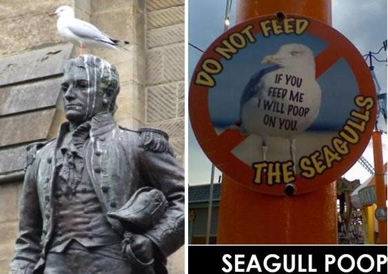 Seagull poop Seagull poop
