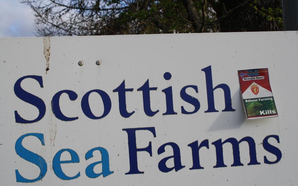 Scottish sea farms #32 dead seals Scottish sea farms #32 dead seals