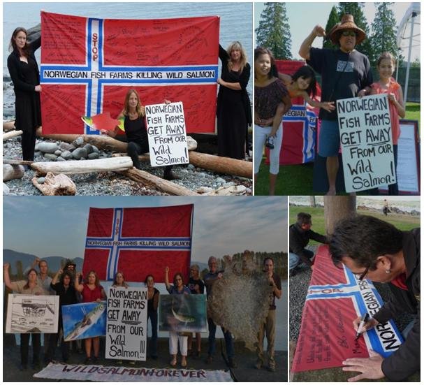 Wild salmon first #5 collage Wild salmon first #5 collage