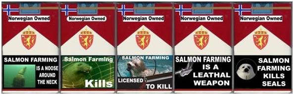 5 pack of seals and sea lions 5 pack of seals and sea lions