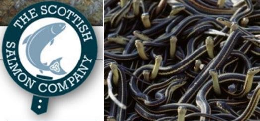 SSC vipers nest SSC vipers nest