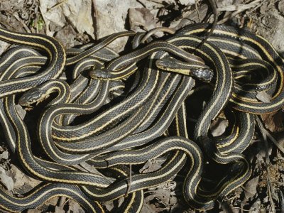 Vipers nest Vipers nest