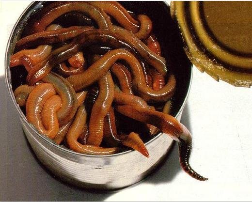 Photo #23 can of worms Photo #23 can of worms