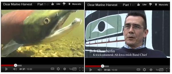 Blog #2 Dear Marine Harvest Blog #2 Dear Marine Harvest