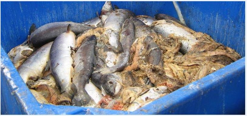 Arran Voice photo of maggot infested morts Arran Voice photo of maggot infested morts