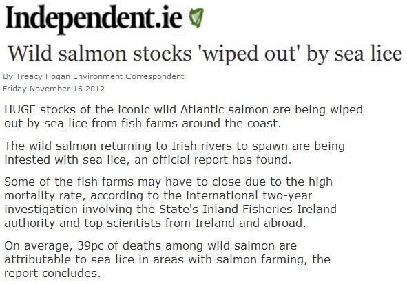 Sea lice in Irish Independent Sea lice in Irish Independent