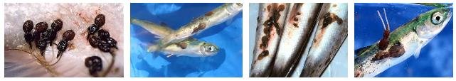 Sea lice photos Sea lice photos