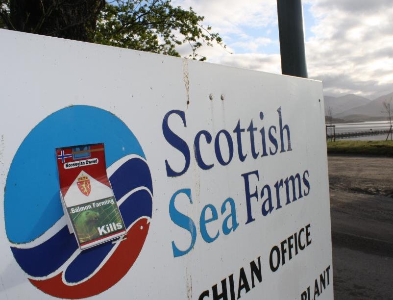 Scottish sea farms #33 dead seals Scottish sea farms #33 dead seals