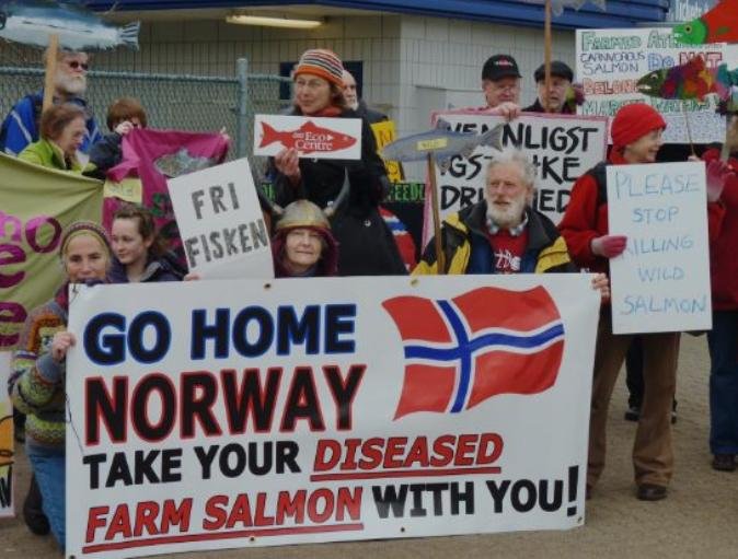 Norway Go Home Take Diseased Salmon With You Norway Go Home Take Diseased Salmon With You