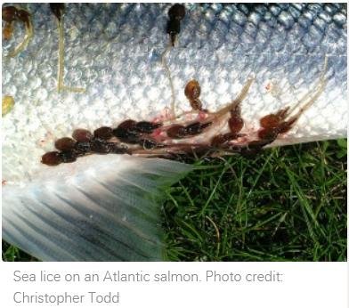 Sea lice photo Royal Society paper Nov 2012 Sea lice photo Royal Society paper Nov 2012