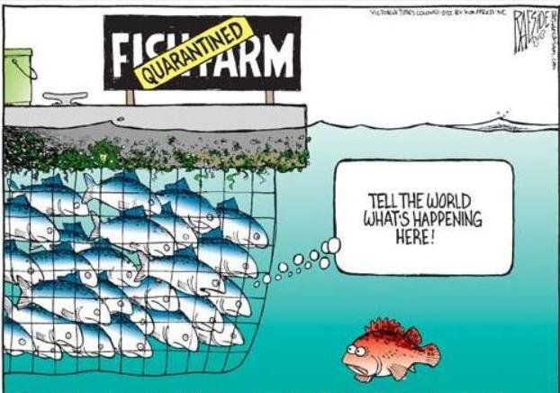 Cartoon feedlots disease without caption Cartoon feedlots disease without caption