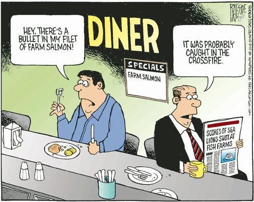 Raeside on sea lions and bullet in farmed salmon Raeside on sea lions and bullet in farmed salmon