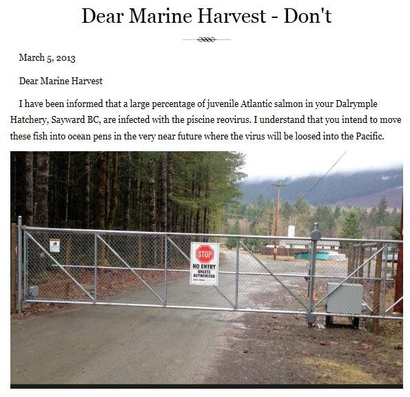 Dear Marine harvest dont Dear Marine harvest dont