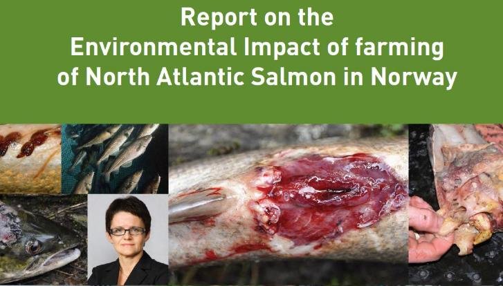 Green Warriors report Green Warriors report