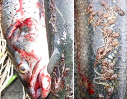 Sea Lice Norway Sea Lice Norway