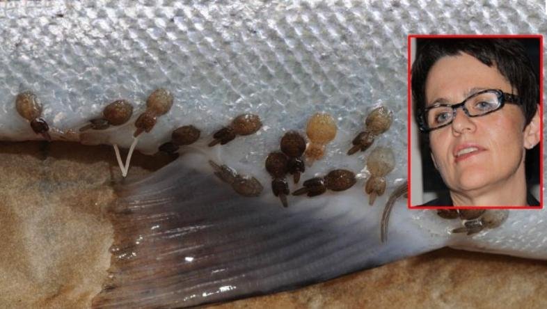 Lisbeth with sea lice Lisbeth with sea lice