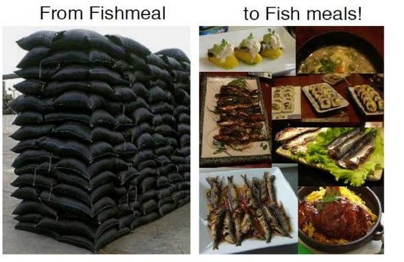 Fish meal to fish meals Fish meal to fish meals