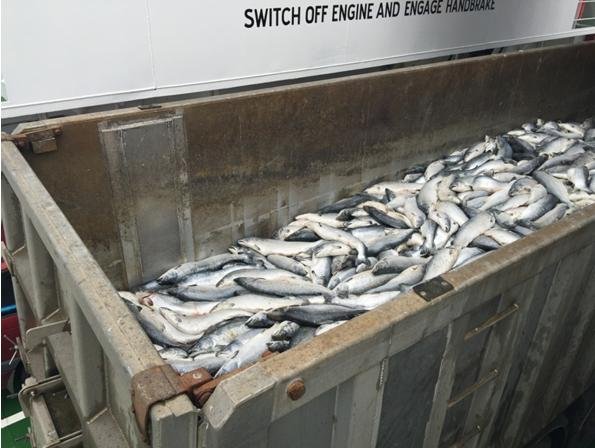 Grieg truck 18 August 2015 at Bressay in Shetland smaller Grieg truck 18 August 2015 at Bressay in Shetland smaller