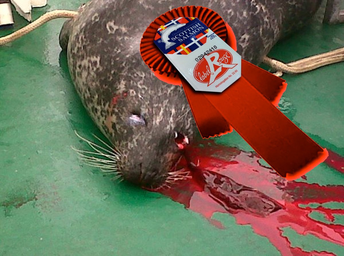 #9 Dead seal #9 Dead seal