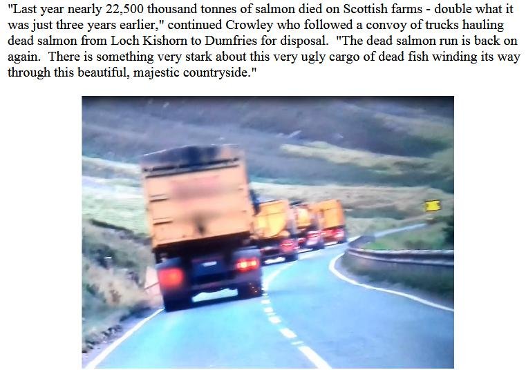 BBC Dead Salmon #2 BBC Dead Salmon #2