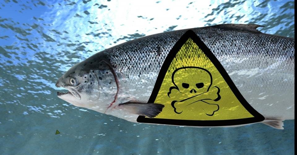 Toxic Salmon Toxic Salmon
