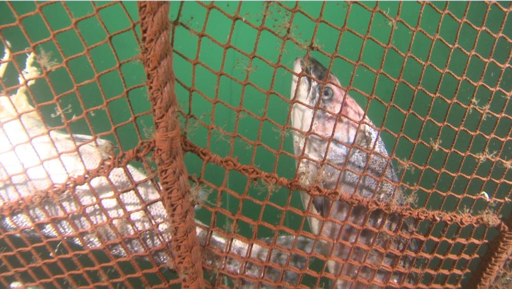 David Ainsley photo #2 dead salmon at bottom of net small res David Ainsley photo #2 dead salmon at bottom of net small res