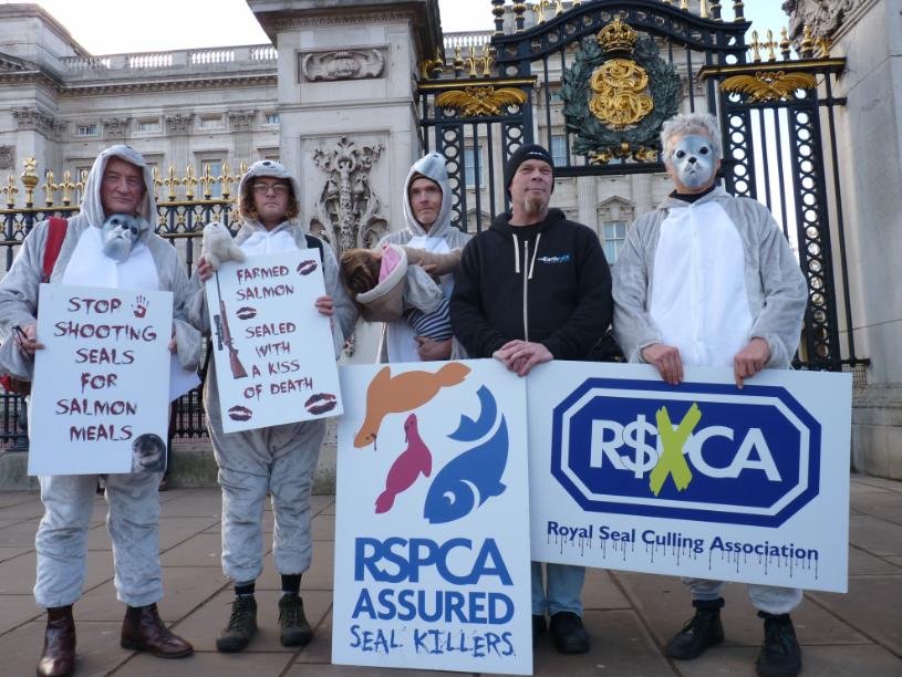 RSPCA #2 RSPCA #2