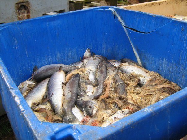 Dead salmon on Arran in Scotland Dead salmon on Arran in Scotland