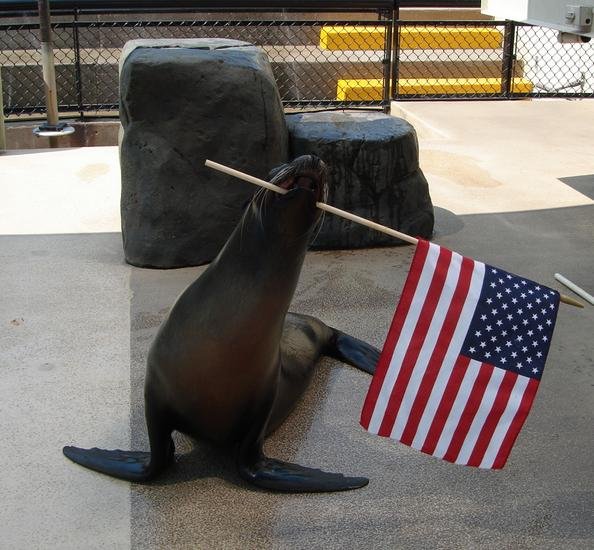 US flag sea lion US flag sea lion