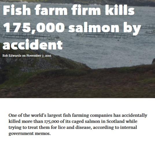 The Ferret 7 Nov 2016 #1 The Ferret 7 Nov 2016 #1