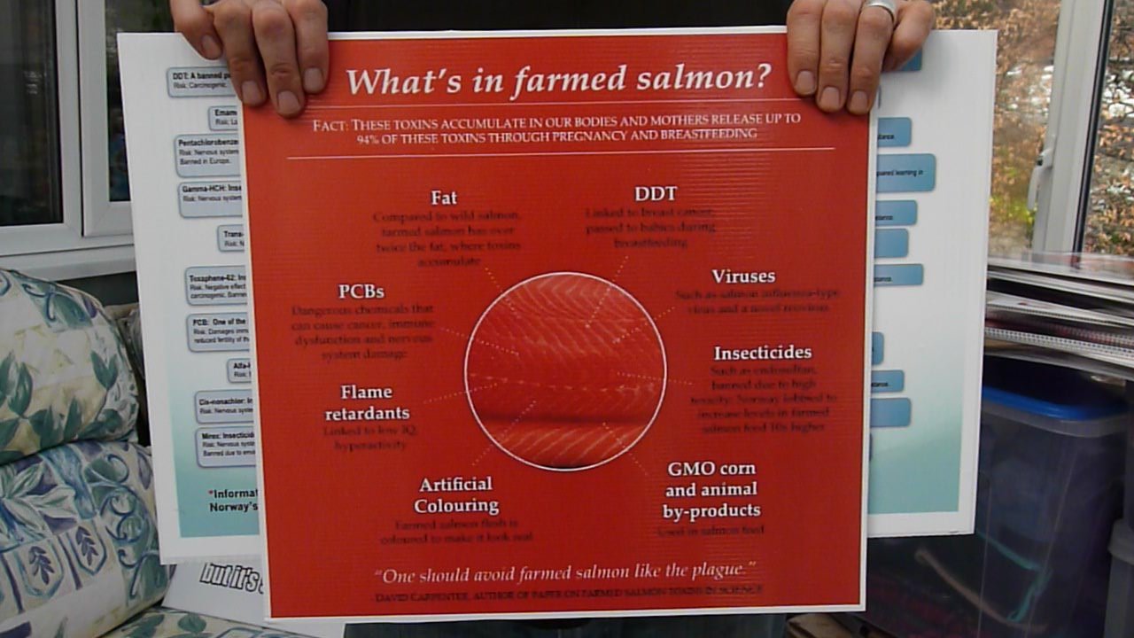 What's in farmed salmon What's in farmed salmon