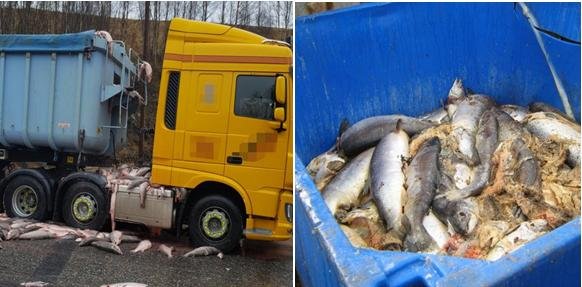 Dead salmon photos truck and bin Dead salmon photos truck and bin