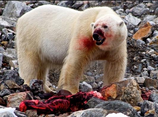 SP polar bear SP polar bear