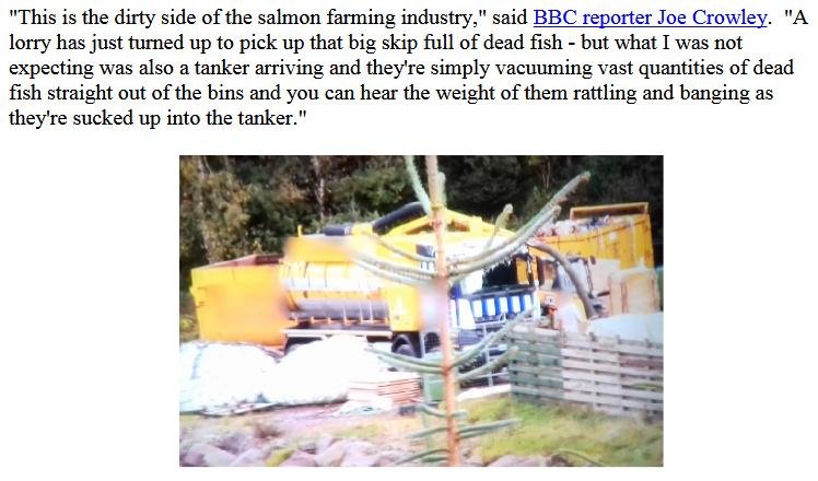 BBC Dead Salmon #1 BBC Dead Salmon #1