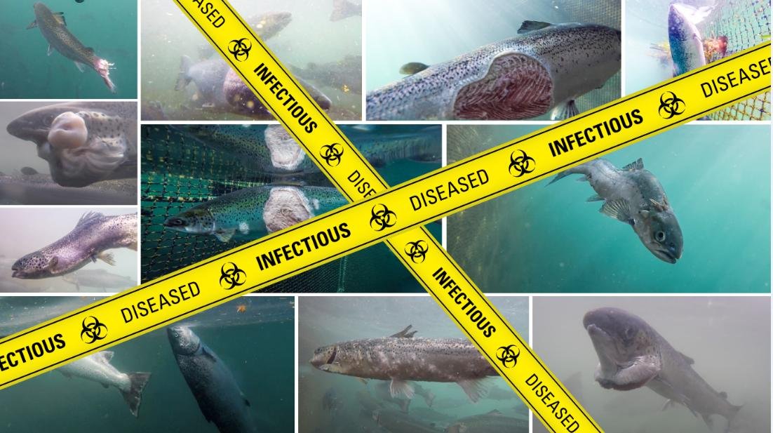 Poster #1 Diseased Infectious Collage low res Poster #1 Diseased Infectious Collage low res