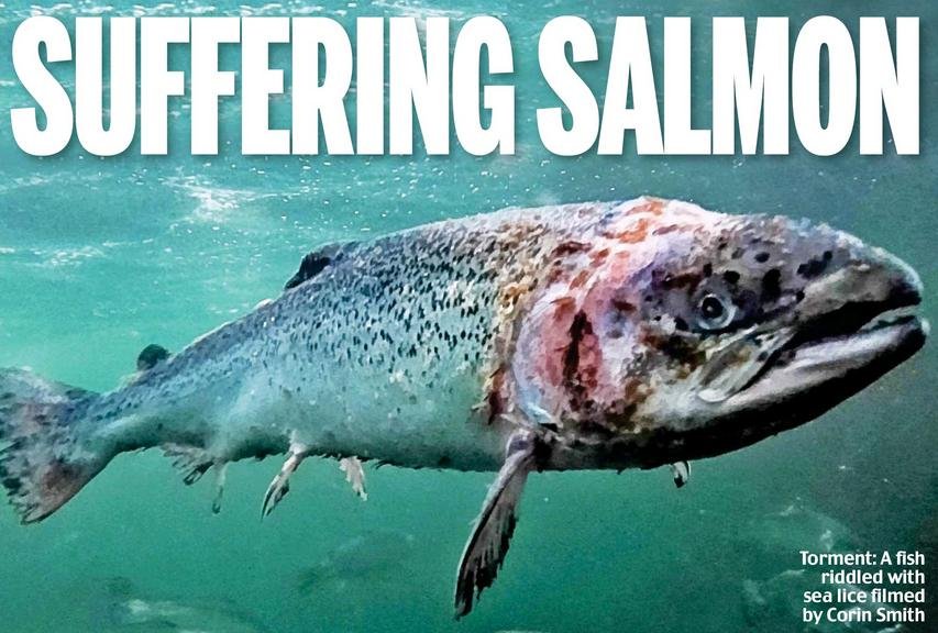 Daily Mail Suffering Salmon 5 September 2018 #1