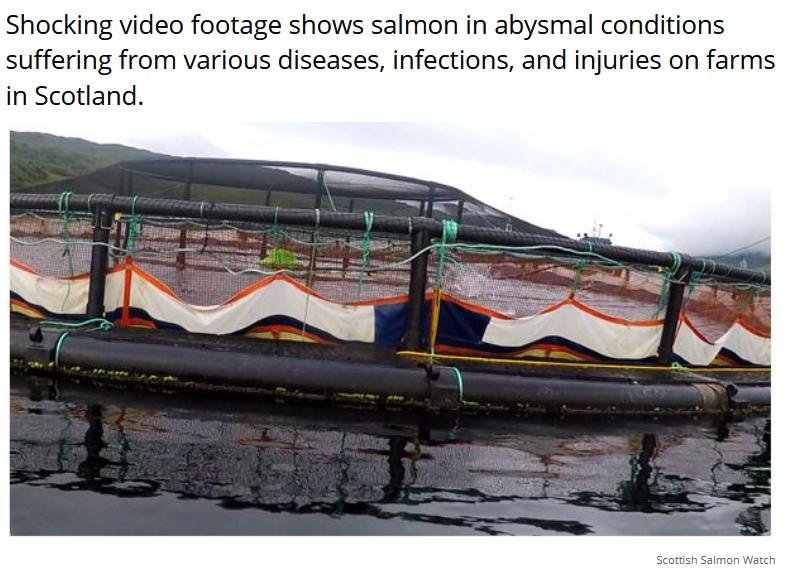 PETA on Shocking Video 13 Sept 2018 #2