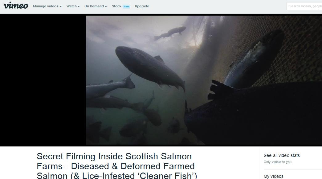 Vimeo #4 deformed fish swimming above