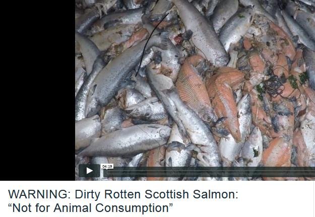 Vimeo #2 Warning Dirty Rotten Vimeo #2 Warning Dirty Rotten