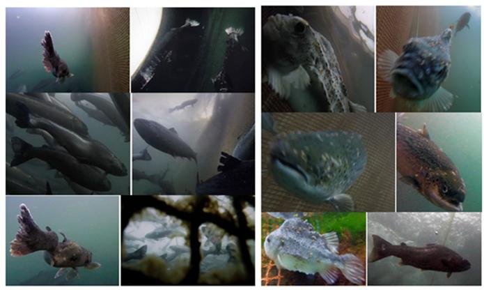 Collage of Photo Stills #1