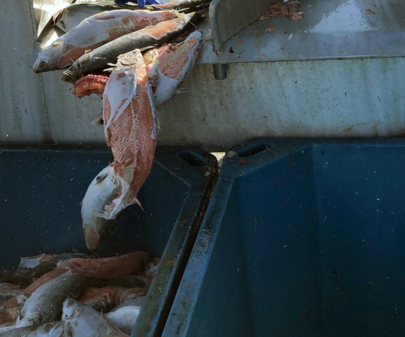 Whistleblower Carradale #1 Whistleblower Carradale #1