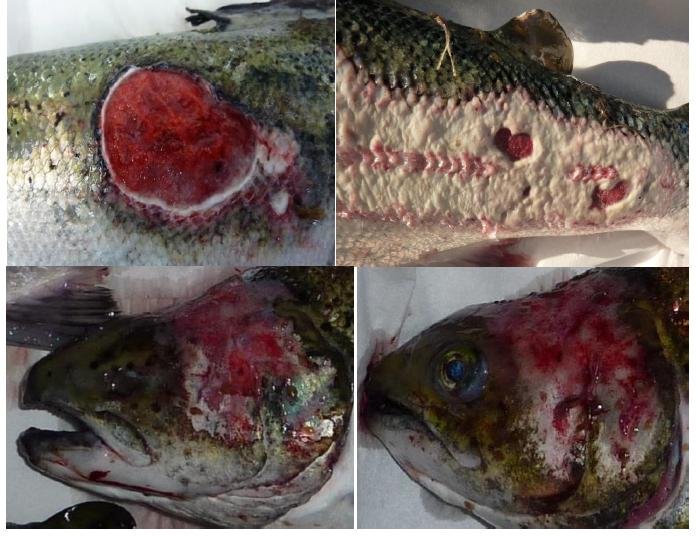 PR Exposed - Gruesome Photos of Deformed & Diseased Scottish Salmon 28 June 2018 #2 PR Exposed - Gruesome Photos of Deformed & Diseased Scottish Salmon 28 June 2018 #2