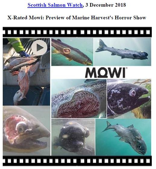 X-Rated Mowi 3 Dec 2018 #1