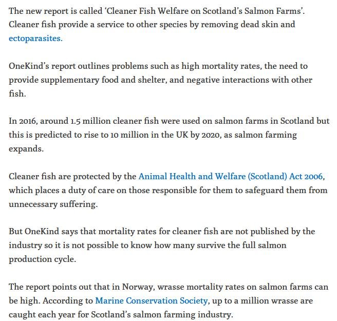 Ferret 10 Dec 2018 #2 a Ferret 10 Dec 2018 #2 a