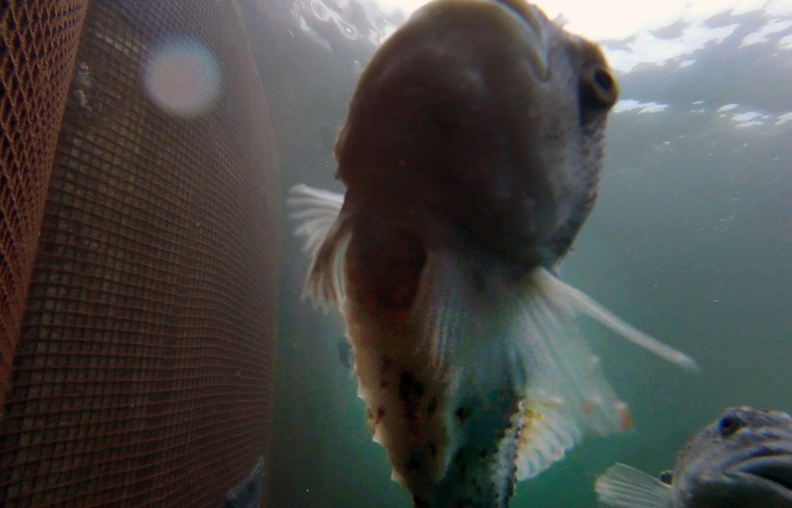 Photo Still #7 Licey lumpfish