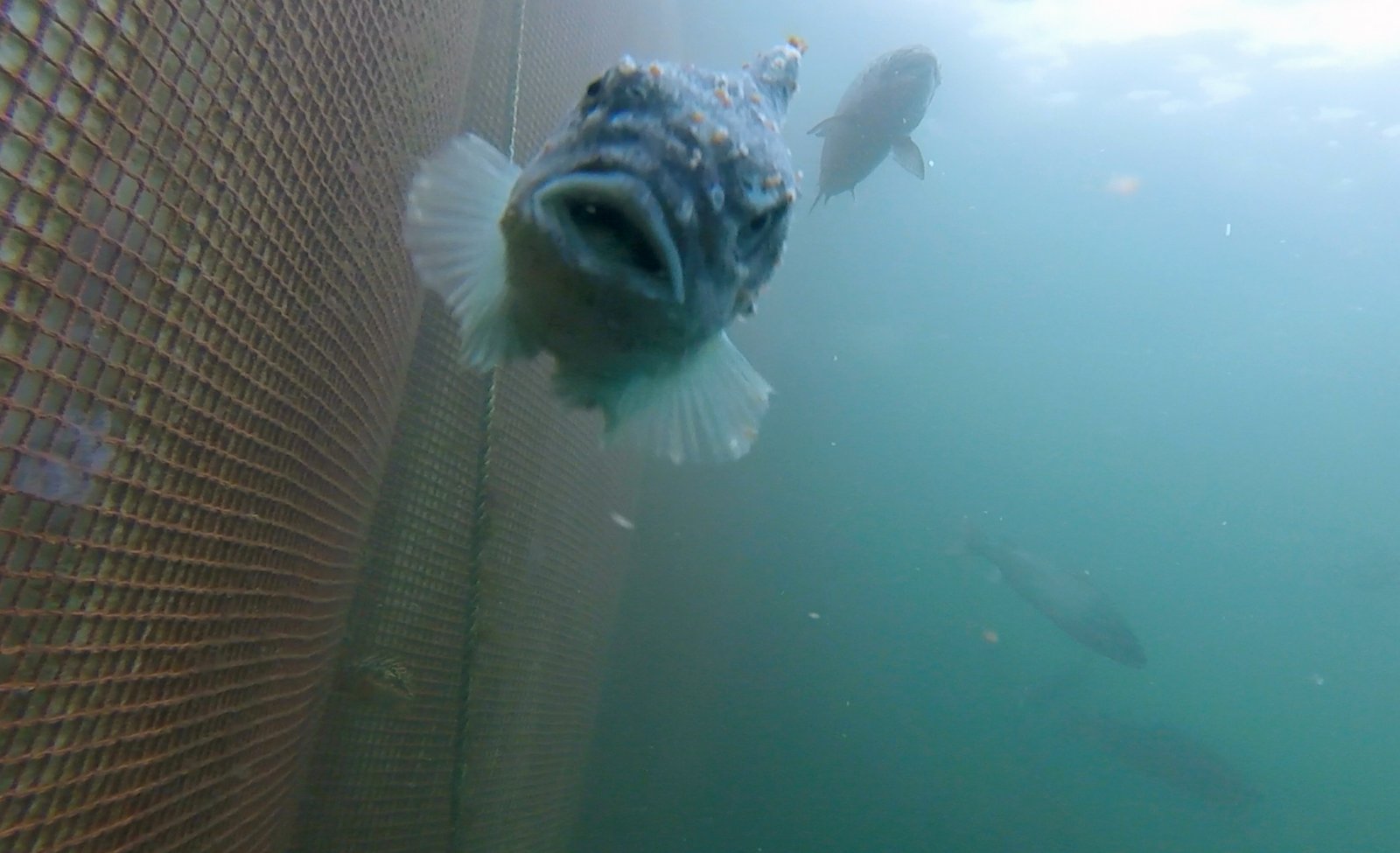 Photo Still #3 Licey lumpfish with salmon swimming above Photo Still #3 Licey lumpfish with salmon swimming above