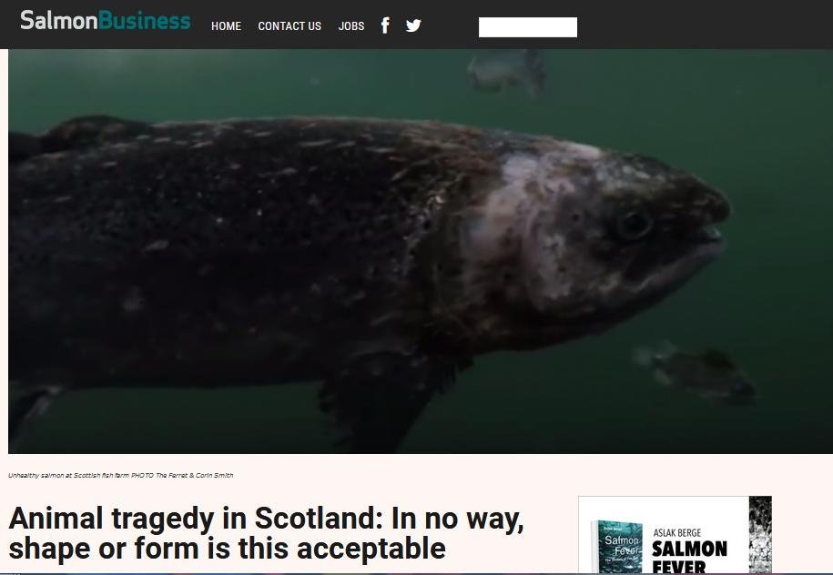 Salmon Business 5 September 2018 #1