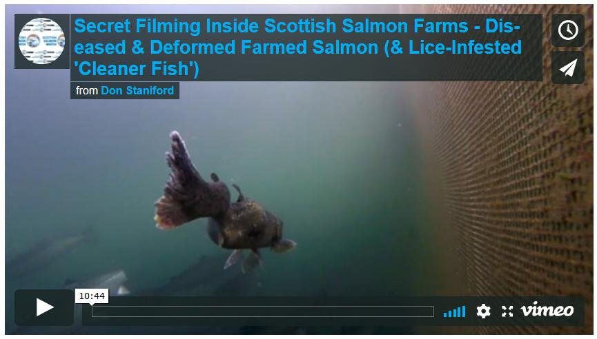 PETA on Shocking Video 13 Sept 2018 Vimeo