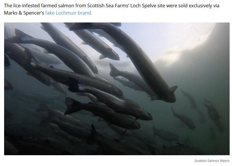 PETA on Shocking Video 13 Sept 2018 #4