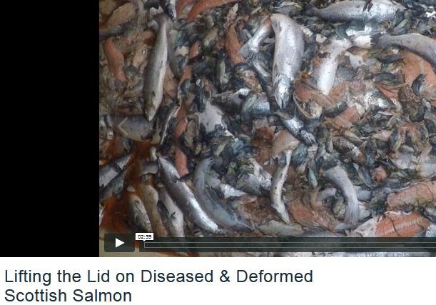 Vimeo #1 Lifting the Lid Vimeo #1 Lifting the Lid